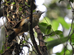 Thamnophilus caerulescens