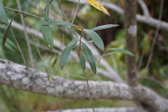 Olea europaea cuspidata