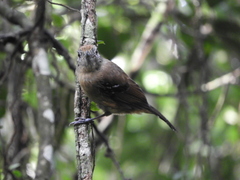 Thamnophilus caerulescens
