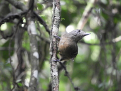 Thamnophilus caerulescens