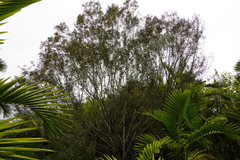 Olea europaea cuspidata