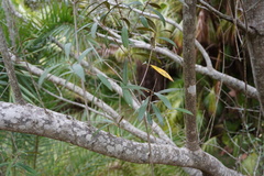 Olea europaea cuspidata