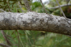 Olea europaea cuspidata