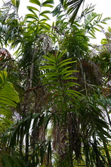 Ptychosperma furcatum