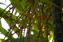 Ptychosperma furcatum