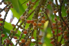 Ptychosperma furcatum