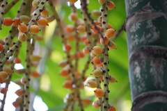 Ptychosperma furcatum