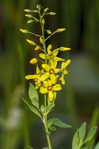Lysimachia