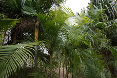 Dypsis baronii