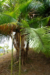 Dypsis baronii