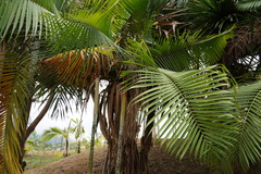 Dypsis baronii