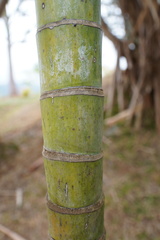 Dypsis baronii