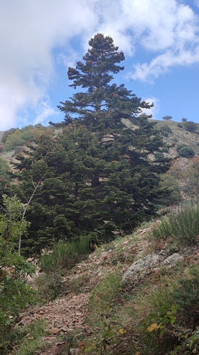 Sicilian fir (Abies nebrodensis)