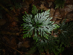 Selaginella firmuloides