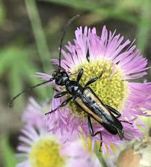 Strangalepta abbreviata