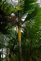 Dypsis baronii