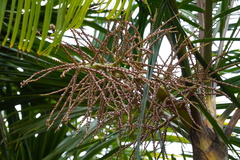 Dypsis baronii