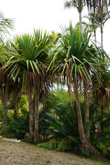 Pandanus