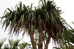 Pandanus