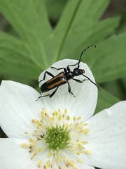 Strangalepta abbreviata