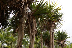 Pandanus