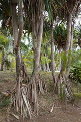 Pandanus