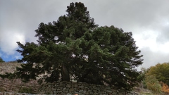 Abies nebrodensis