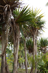 Pandanus