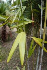 Dypsis procera