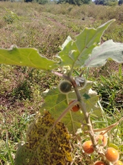 Solanum quitoense