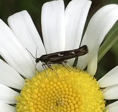 Scythris