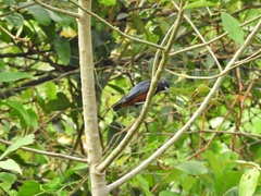 Euphonia pectoralis