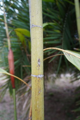 Dypsis procera