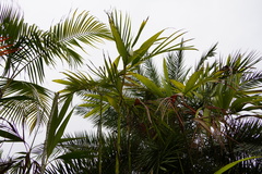Dypsis procera