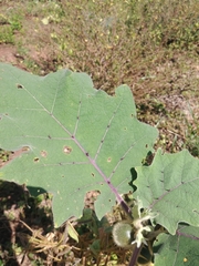 Solanum quitoense