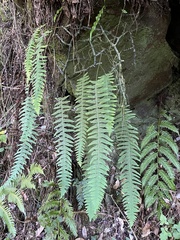 Goniophlebium transpianense