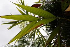 Dypsis procera