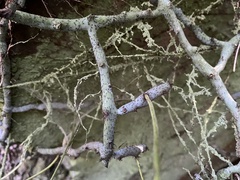 Goniophlebium transpianense