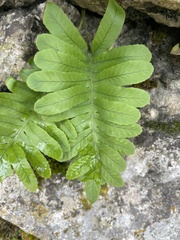 Polypodium cambricum