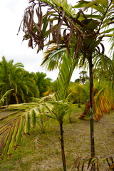 Ptychosperma burretianum