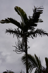 Ptychosperma burretianum