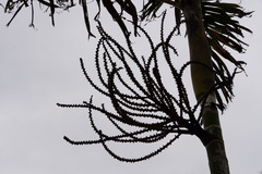 Ptychosperma burretianum