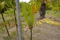 Ptychosperma burretianum