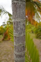 Ptychosperma burretianum