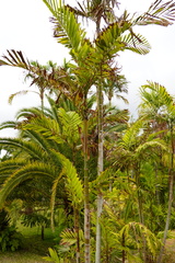 Ptychosperma burretianum