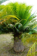 Cycas