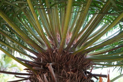 Cycas