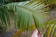 Cycas