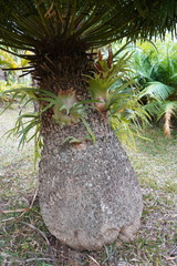 Cycas