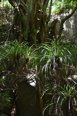 Freycinetia